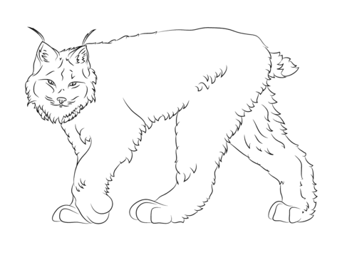 Walking Canadian Lynx Coloring Page